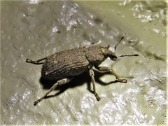 Listroderes difficilis