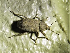 Listroderes difficilis