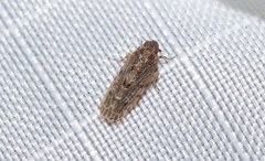 Plectoderini