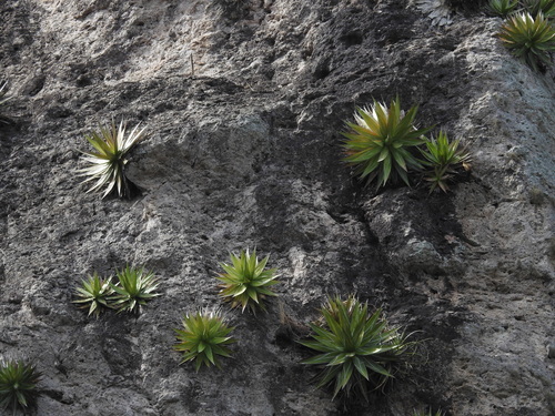 Image of Agave impressa by no rights reserved