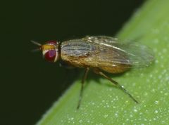 Phaoniinae
