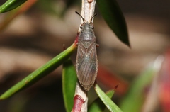Blissidae