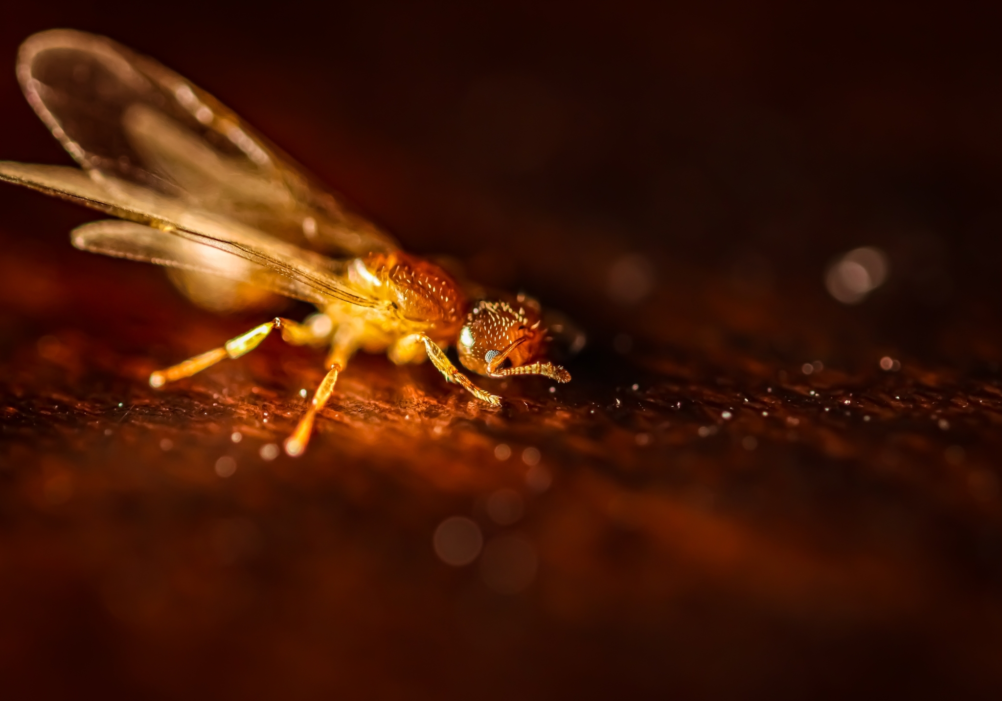 Crematogaster decamera
