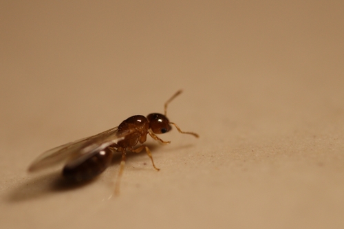 Crematogaster decameraCrematogaster decamera