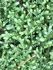 Selaginella apoda