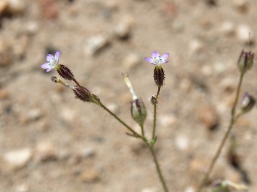 transmontane gilia (Gilia transmontana)