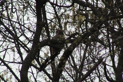 Bubo virginianus virginianus