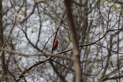 Cardinalis cardinalis cardinalis