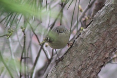 Corthylio calendula calendula