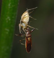 Oxyopes elegans