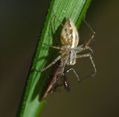 Oxyopes elegans