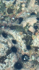 Ophioblennius steindachneri