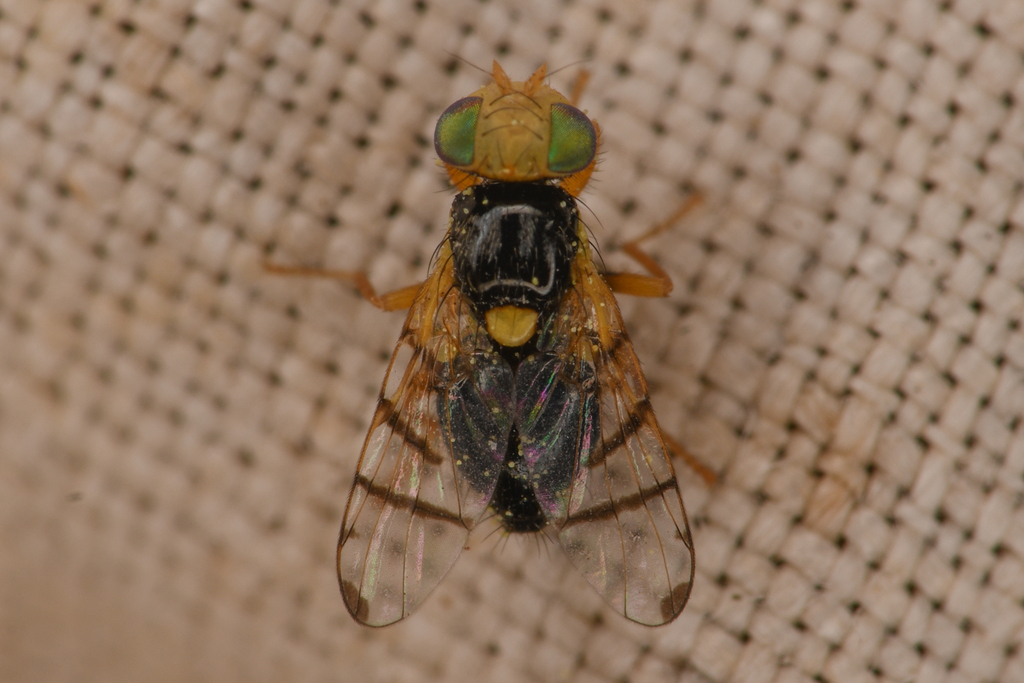 Rhagoletis acuticornis