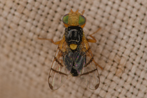 Rhagoletis acuticornis