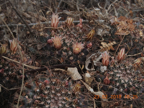 Mammillaria bocensis