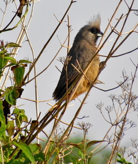 Colius striatus minor