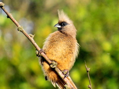 Colius striatus minor