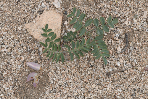 walker pass milkvetch (Astragalus ertterae)