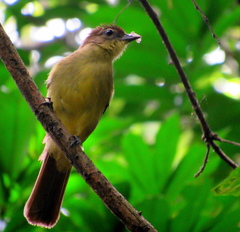 Chlorocichla flaviventris flaviventris