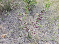 Dodonaea viscosa angustissima