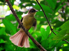 Chlorocichla flaviventris flaviventris