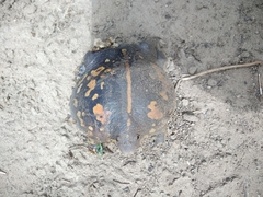 Rhinophrynus dorsalis