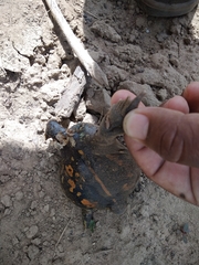 Rhinophrynus dorsalis