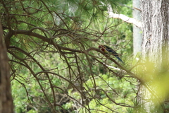 Platycercus eximius eximius