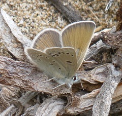Icaricia icarioides parapheres