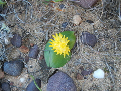 Massonia triflora