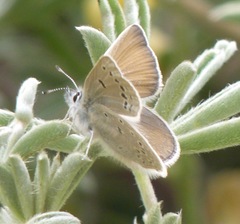 Icaricia icarioides parapheres