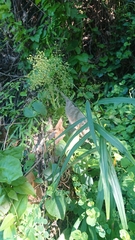 Panicum sarmentosum
