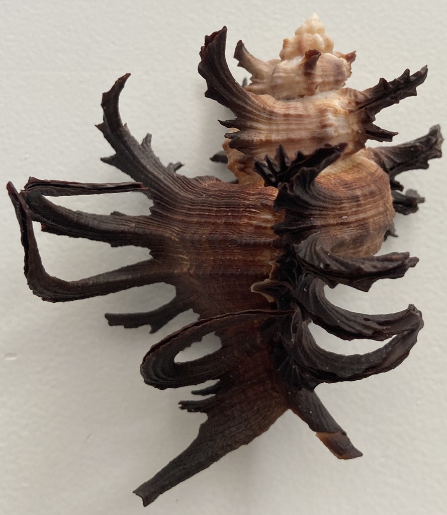 staghorn murex