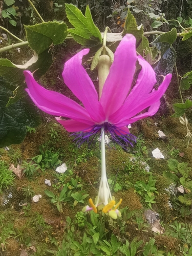 Passiflora mandonii