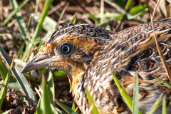 Black-Rumped Buttonquail photo 3
