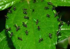 Parapalaeosepsis plebeia