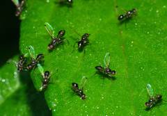 Parapalaeosepsis plebeia