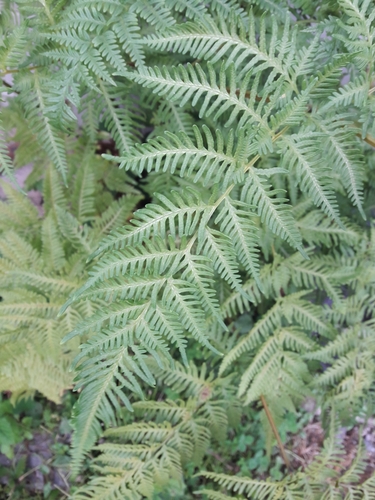 Pteris tremula