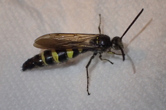 Dielis tolteca