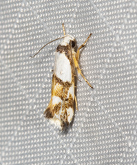 Zaphanaula hemileuca