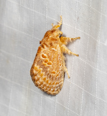 Pseudanapaea denotata