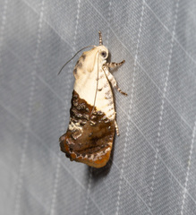 Hypertropha chlaenota