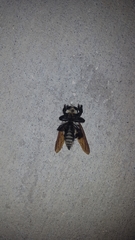 Mallophora bomboides