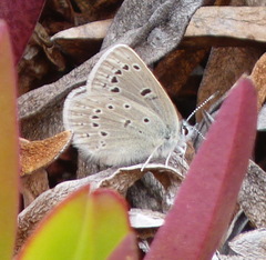 Icaricia icarioides parapheres