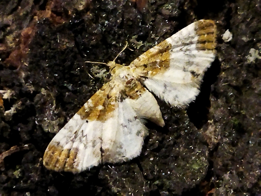 Rusty-shouldered Pug