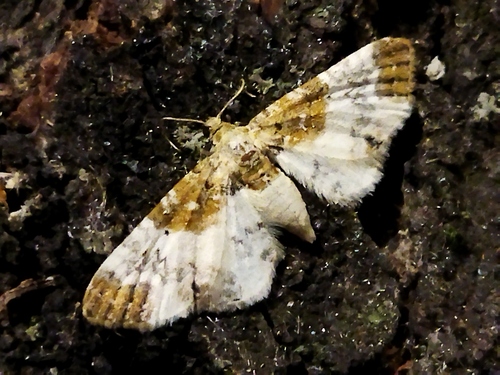 Rusty-shouldered Pug
