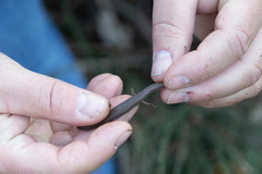 Calyptotis scutirostrum
