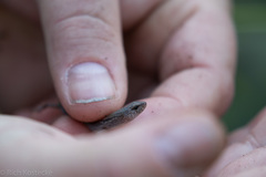 Calyptotis scutirostrum