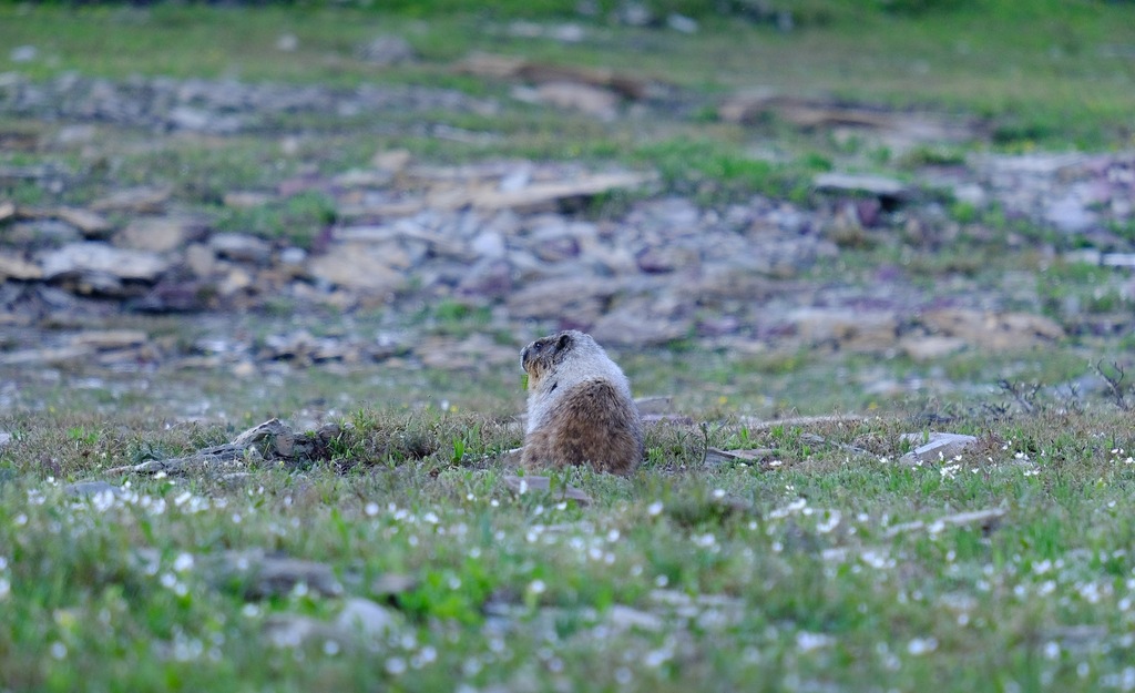 Montana Hoary Marmot