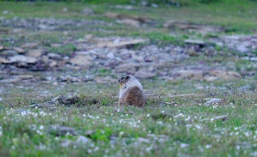 Montana Hoary Marmot